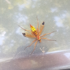 Ctenophora ornata