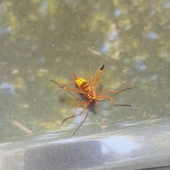 Ctenophora ornata