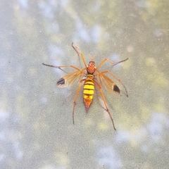Ctenophora ornata