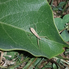 Nagusta goedelii