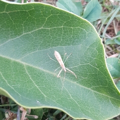 Nagusta goedelii