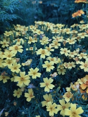 Tagetes lunulata