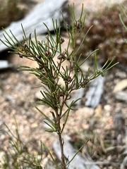 Dodonaea falcata