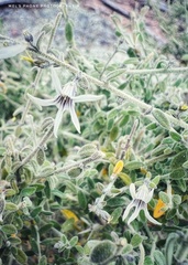 Cyphanthera albicans