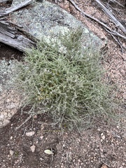Cyphanthera albicans