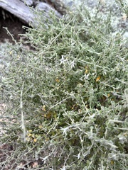 Cyphanthera albicans