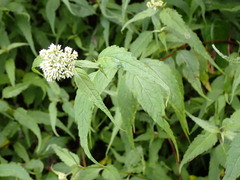 Eupatorium chinense tozanense