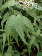 Eupatorium chinense tozanense