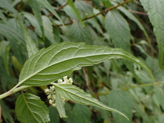 Eupatorium chinense tozanense