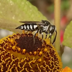 Coelioxys conoideus