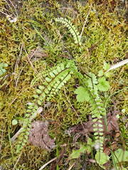 Asplenium tripteropus