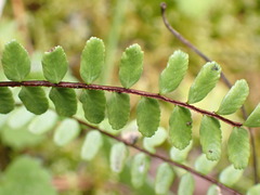Asplenium tripteropus