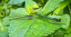 Pseudagrion bicoerulans