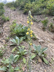 Verbascum gnaphalodes
