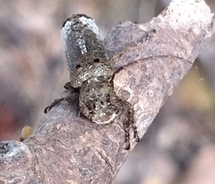 Sthenias gracilicornis