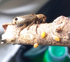 Sthenias gracilicornis