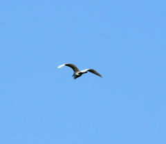 Egretta garzetta