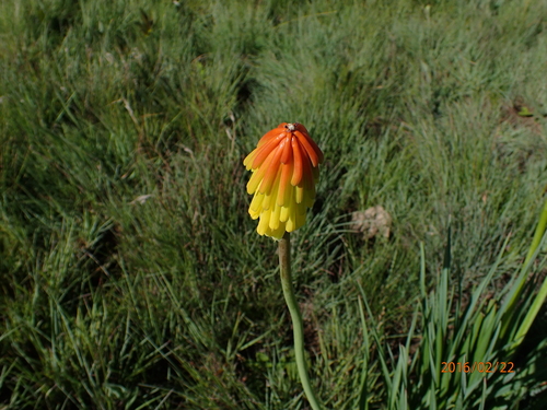 Image of Kniphofia porphyrantha by no rights reserved