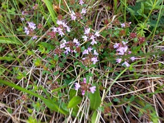 Thymus sibiricus