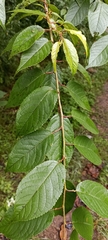Prunus cerasoides