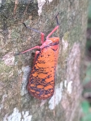 Aphaena discolor