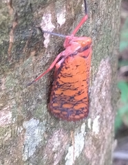 Aphaena discolor
