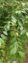 Prunus cerasoides