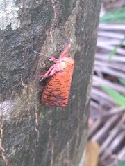 Aphaena discolor