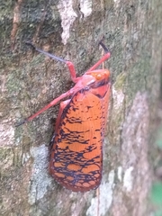 Aphaena discolor