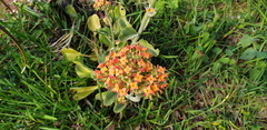 Kalanchoe crenata