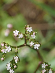 Valeriana flaccidissima