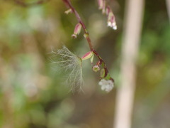 Valeriana flaccidissima
