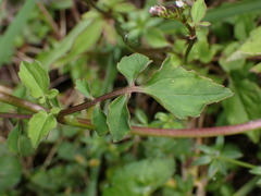 Valeriana flaccidissima