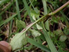 Valeriana flaccidissima