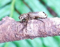 Sthenias gracilicornis