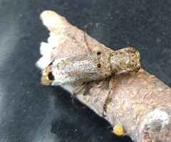 Sthenias gracilicornis