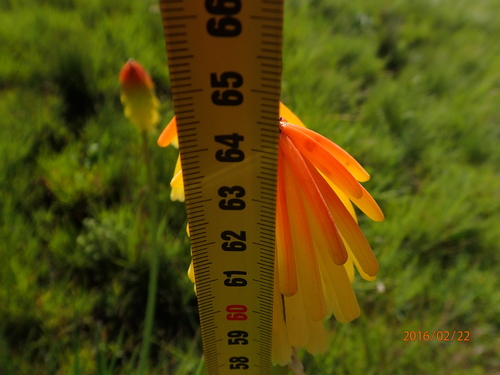 Image of Kniphofia porphyrantha by no rights reserved