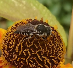 Coelioxys conoideus