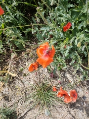 Papaver rhoeas