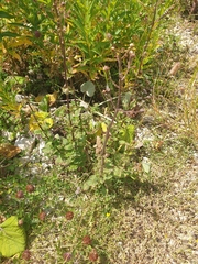 Scrophularia scopolii