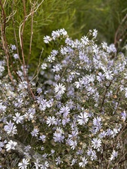 Olearia ramosissima