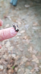 Agrotis volubilis