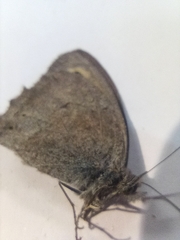 Hyponephele lycaon