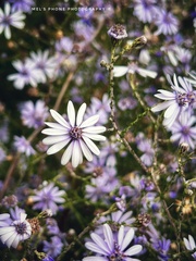 Olearia ramosissima