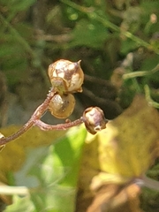 Scrophularia scopolii