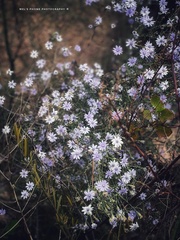 Olearia ramosissima