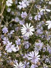 Olearia ramosissima