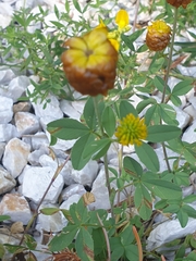 Trifolium spadiceum
