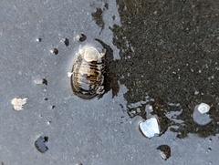 Gnorimosphaeroma oregonense