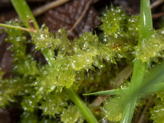 Ptychomnion aciculare